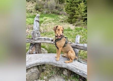 Traumhafter Brackenmix Poldi (5 J.) sucht ambitionierte Jagdhundefans!