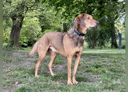 Traumhafter Brackenmix Poldi (5 J.) sucht ambitionierte Jagdhundefans!