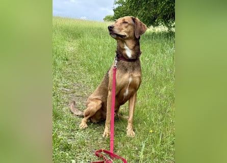 Traumhafter Brackenmix Poldi (5 J.) sucht ambitionierte Jagdhundefans!