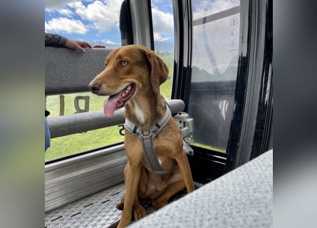 Traumhafter Brackenmix Poldi (5 J.) sucht ambitionierte Jagdhundefans!