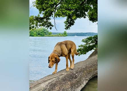 Traumhafter Brackenmix Poldi (5 J.) sucht ambitionierte Jagdhundefans!
