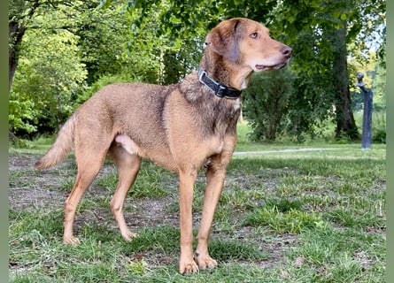 Traumhafter Brackenmix Poldi (5 J.): Perfekt für Mantrailing und Hundesport!