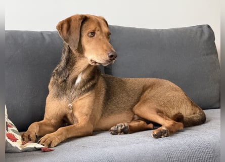 Traumhafter Brackenmix Poldi (5 J.) sucht ambitionierte Jagdhundefans!