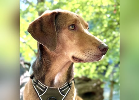 Traumhafter Brackenmix Poldi (5 J.): Perfekt für Mantrailing und Hundesport!