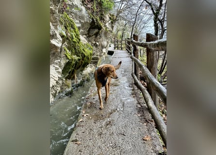 Traumhafter Brackenmix Poldi (5 J.) sucht ambitionierte Jagdhundefans!