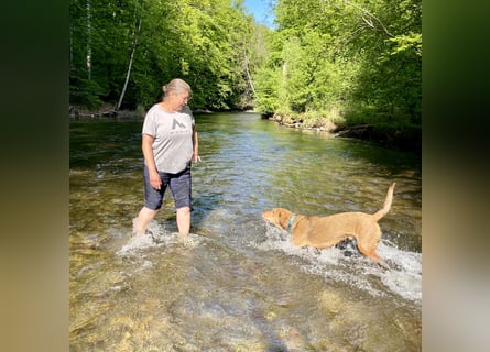 Traumhafter Brackenmix Poldi (5 J.) sucht ambitionierte Jagdhundefans!