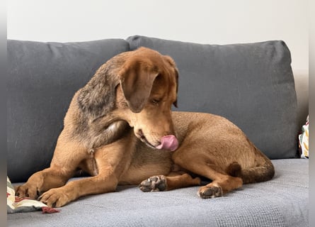 Traumhafter Brackenmix Poldi (5 J.) sucht ambitionierte Jagdhundefans!