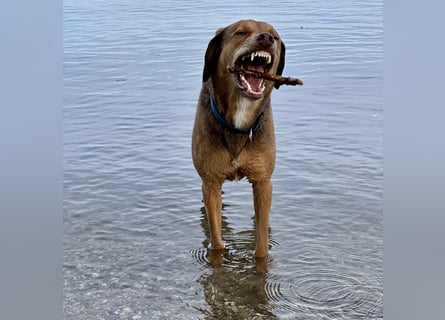 Traumhafter Brackenmix Poldi (5 J.) sucht ambitionierte Jagdhundefans!
