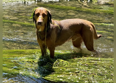 Traumhafter Brackenmix Poldi (5 J.) sucht ambitionierte Jagdhundefans!