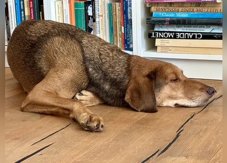 Traumhafter Brackenmix Poldi (5 J.) sucht ambitionierte Jagdhundefans!