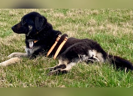 Anna - sanfte Seele, große Pfoten, noch größere Liebe