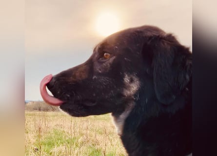 Anna - sanfte Seele, große Pfoten, noch größere Liebe