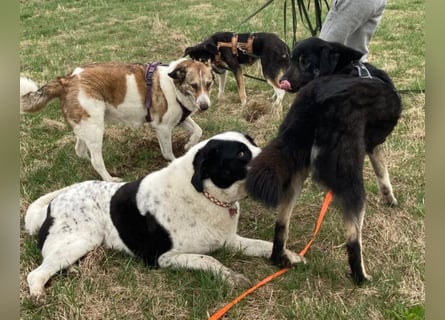 Anna - sanfte Seele, große Pfoten, noch größere Liebe
