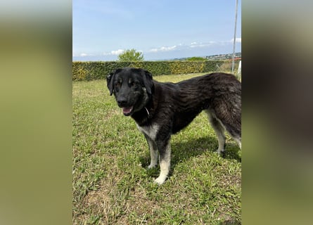 Anna - sanfte Seele, große Pfoten, noch größere Liebe