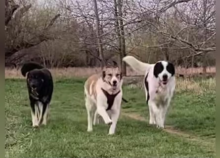 Anna - sanfte Seele, große Pfoten, noch größere Liebe