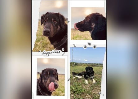 Anna - sanfte Seele, große Pfoten, noch größere Liebe