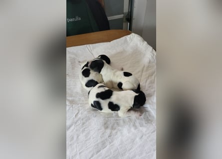 Großer Münsterländerwelpen