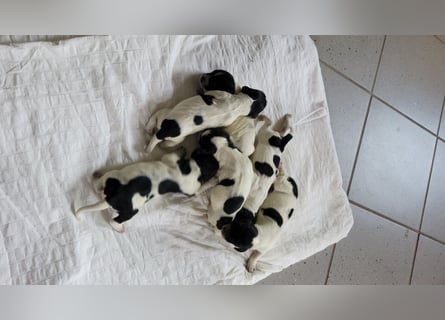 Großer Münsterländerwelpen