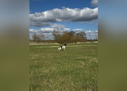 Großer Münsterländer Fino sucht ein neues Zuhause!