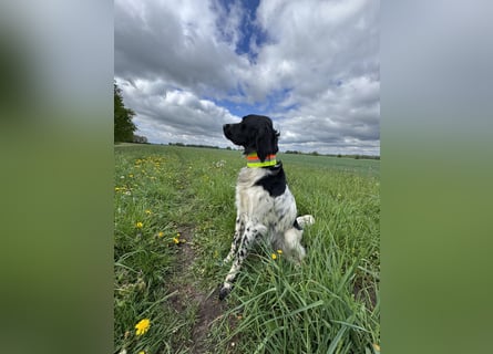 Großer Münsterländer Fino sucht ein neues Zuhause!