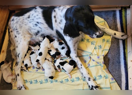 Großer Münsterländerwelpen