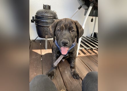 Assistenzhund Deckrüde Großer Schweizer Sennen x Antikdogge