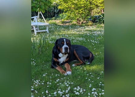 Deckungen von eingetragenem, untersuchtem Großen Schweizer Sennenhund Deckrüden mit Auszeichnungen