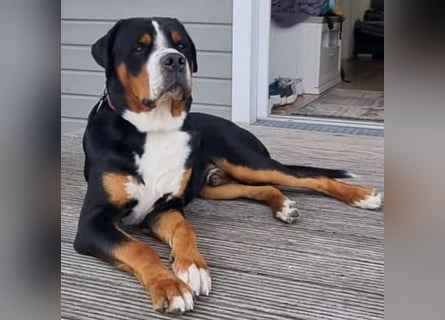 Deckungen von eingetragenem, untersuchtem Großen Schweizer Sennenhund Deckrüden mit Auszeichnungen