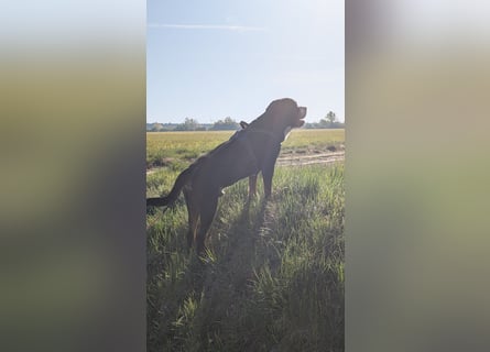 Deckungen von eingetragenem, untersuchtem Großen Schweizer Sennenhund Deckrüden mit Auszeichnungen