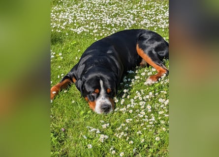 Deckungen von eingetragenem, untersuchtem Großen Schweizer Sennenhund Deckrüden mit Auszeichnungen