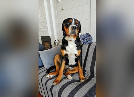 Deckungen von eingetragenem, untersuchtem Großen Schweizer Sennenhund Deckrüden mit Auszeichnungen