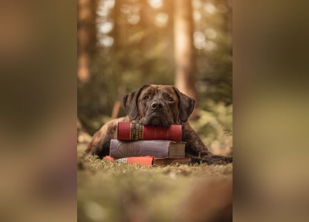 Deckrüde Großer Schweizer Sennen Cane Corso Dogge