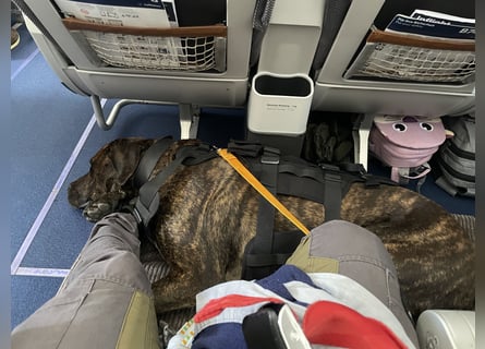 Deckrüde Großer Schweizer Sennen Cane Corso Dogge