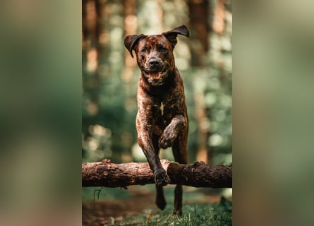 Deckrüde Großer Schweizer Sennen Cane Corso Dogge
