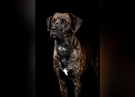 Deckrüde Großer Schweizer Sennen Cane Corso Dogge