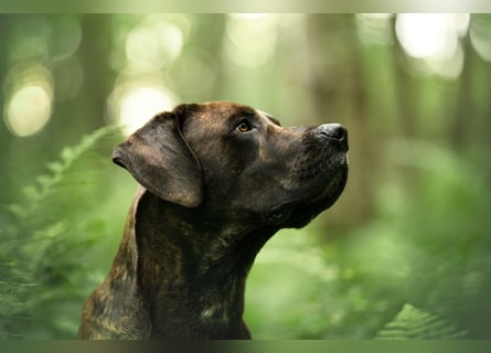 Deckrüde Großer Schweizer Sennen Cane Corso Dogge
