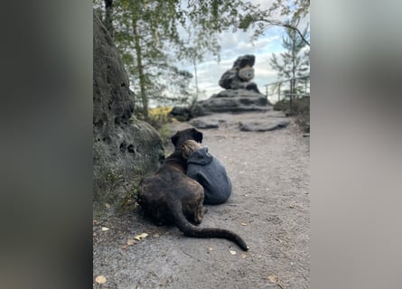 Deckrüde Großer Schweizer Sennen Cane Corso Dogge