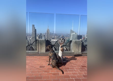 Deckrüde Großer Schweizer Sennen Cane Corso Dogge