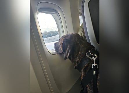 Assistenzhund Deckrüde Großer Schweizer Sennen x Antikdogge