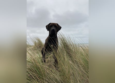 Assistenzhund Deckrüde Großer Schweizer Sennen x Antikdogge