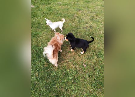 Große Schweizer Sennenhund Welpen