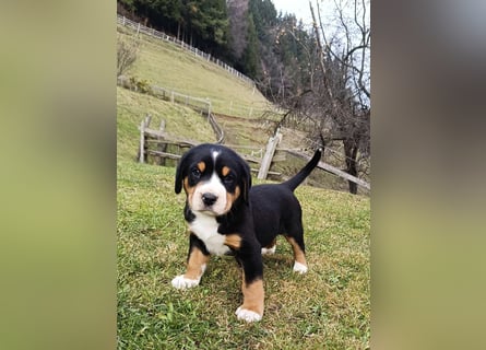 Große Schweizer Sennenhund Welpen