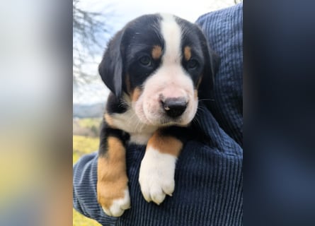 Große Schweizer Sennenhund Welpen