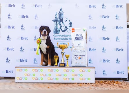 Große Schweizer Sennenhund Welpen