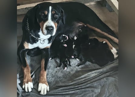 Große Schweizer Sennenhund Welpen