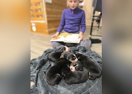 Große Schweizer Sennenhund Welpen