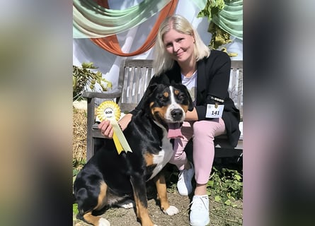 Große Schweizer Sennenhund Welpen