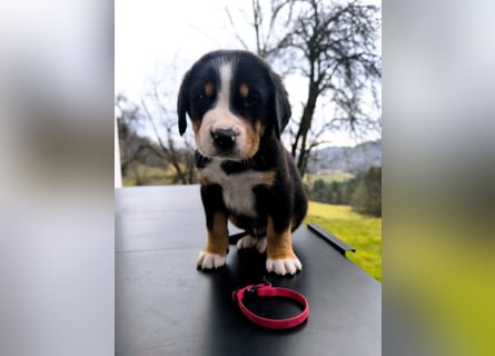 Große Schweizer Sennenhund Welpen