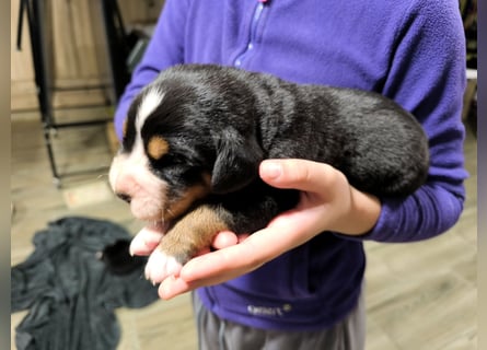 Große Schweizer Sennenhund Welpen