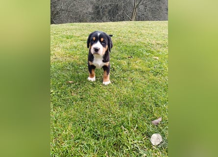 Große Schweizer Sennenhund Welpen